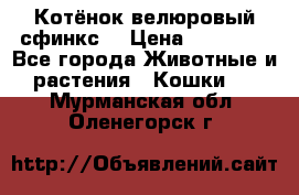 Котёнок велюровый сфинкс. › Цена ­ 15 000 - Все города Животные и растения » Кошки   . Мурманская обл.,Оленегорск г.